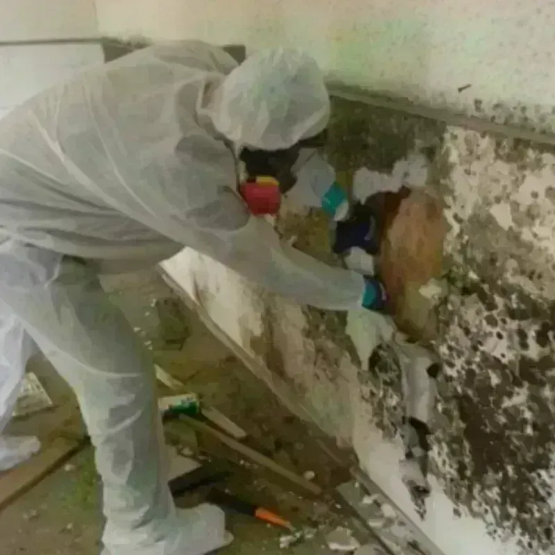 Mold Remediation and Removal in Fall River, MA